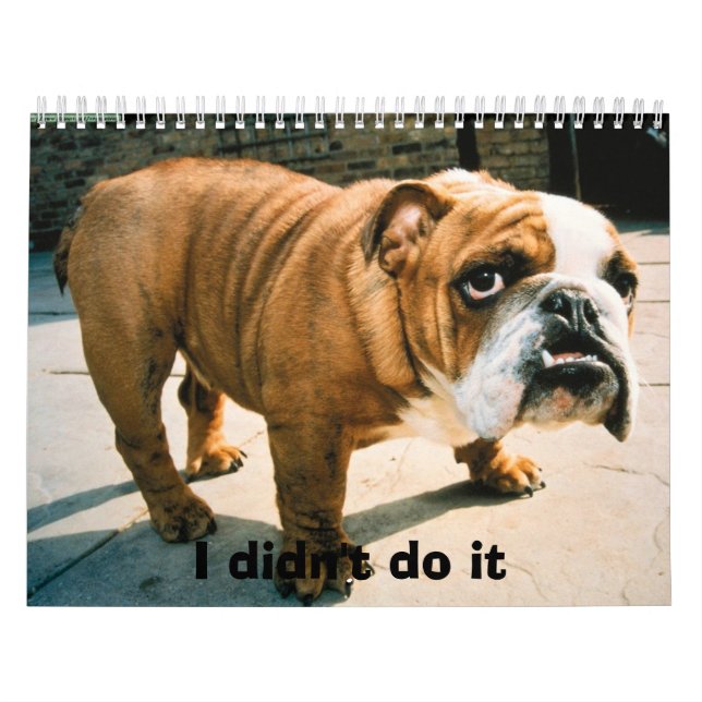 Calendrier Mural Pups BullDog (Protection)