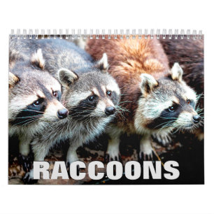 Calendrier mural Raccoons 2022