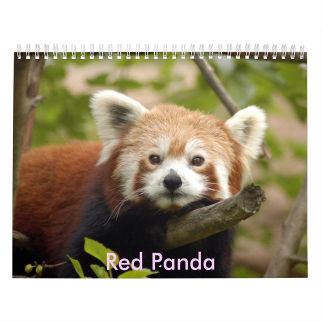 Calendrier Mural red-panda-005, panda rouge (Protection)
