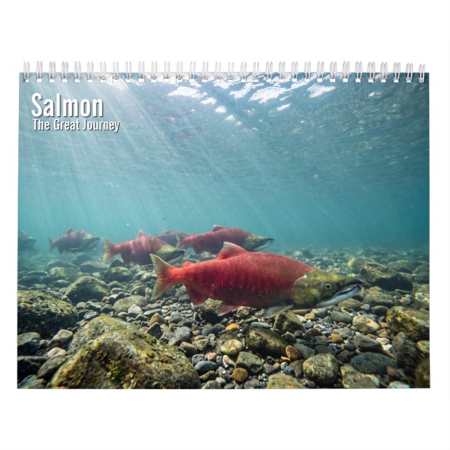 Calendrier mural Saumon 2027 (Protection)