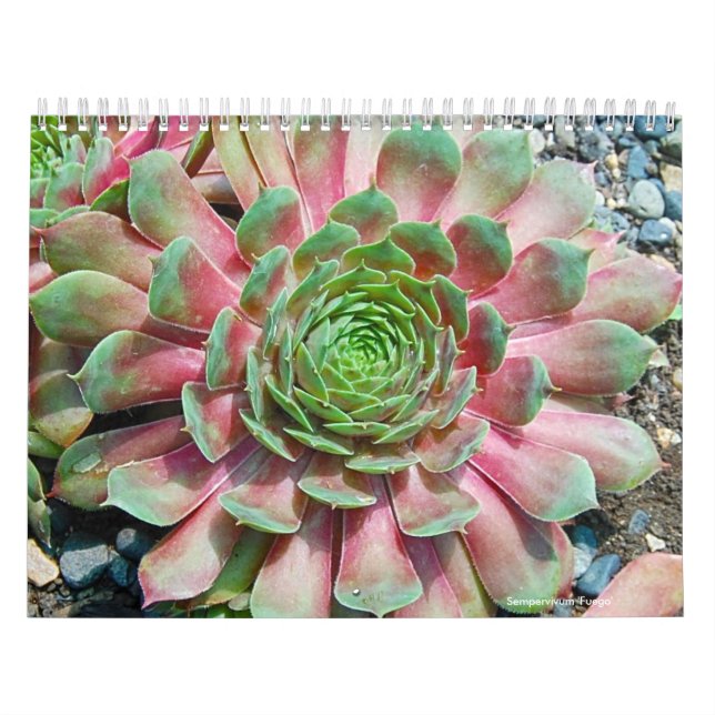 Calendrier Mural Sempervivum et Jovibarba (Protection)