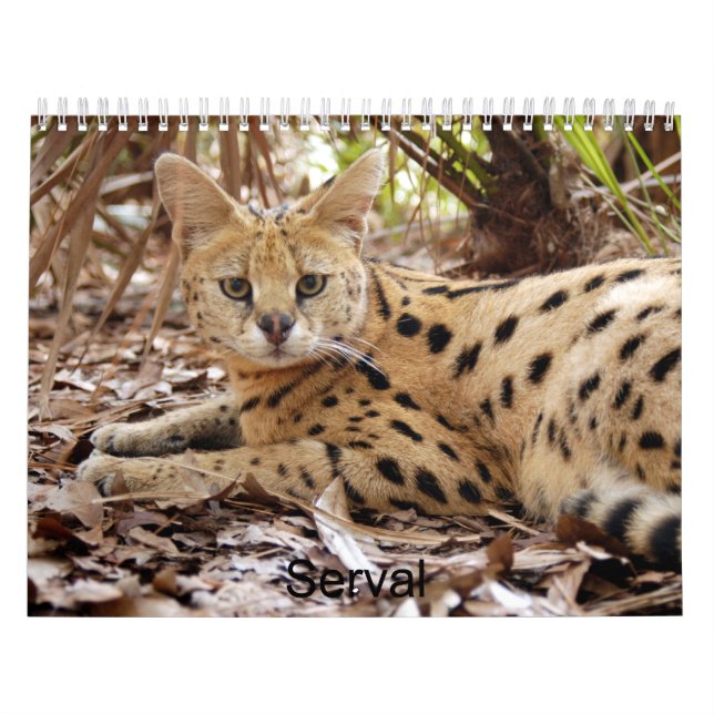 Calendrier Mural serval 025, Serval (Protection)