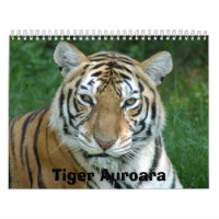 Tiger_Aroara012, tigre Auroara