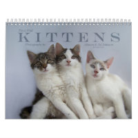 Trois chatons sauvages