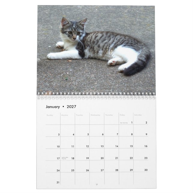 Calendrier Mural Trois chatons sauvages (Jan 2027)