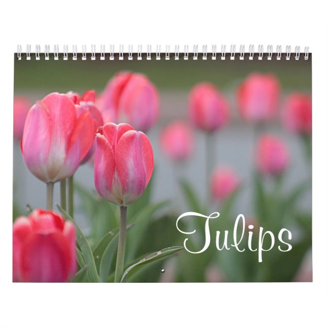 Calendrier Mural Tulipes (Protection)