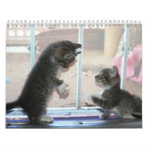 Une année des fuzzybutts