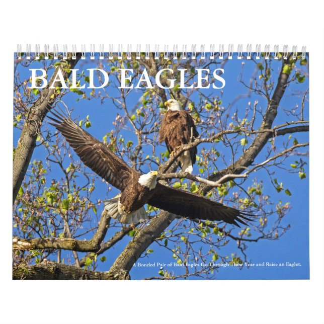 CALENDRIER MURAL VIE DE BALD EAGLE