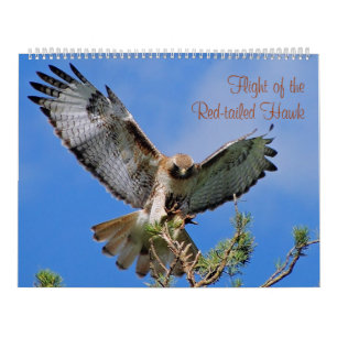 Calendrier Mural Vol du faucon rouge