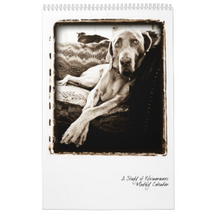 Calendrier Nation de Weimaraner : Une étude de Weimaraners