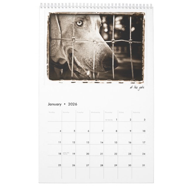 Calendrier Nation de Weimaraner : Une étude de Weimaraners (Jan 2026)