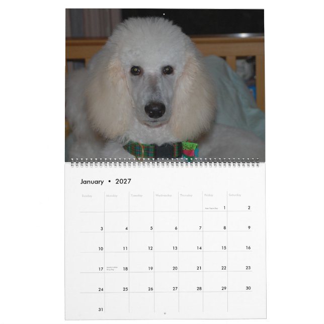 Calendrier Nos Belles Poodles Standard 2011 (Jan 2027)