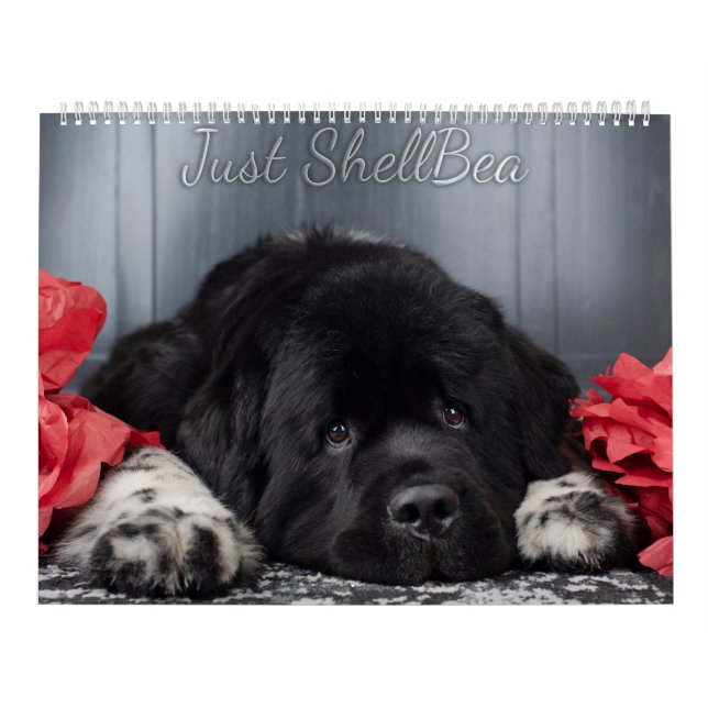 Calendrier Notta Bear Newfoundlands ShellBea (Protection)