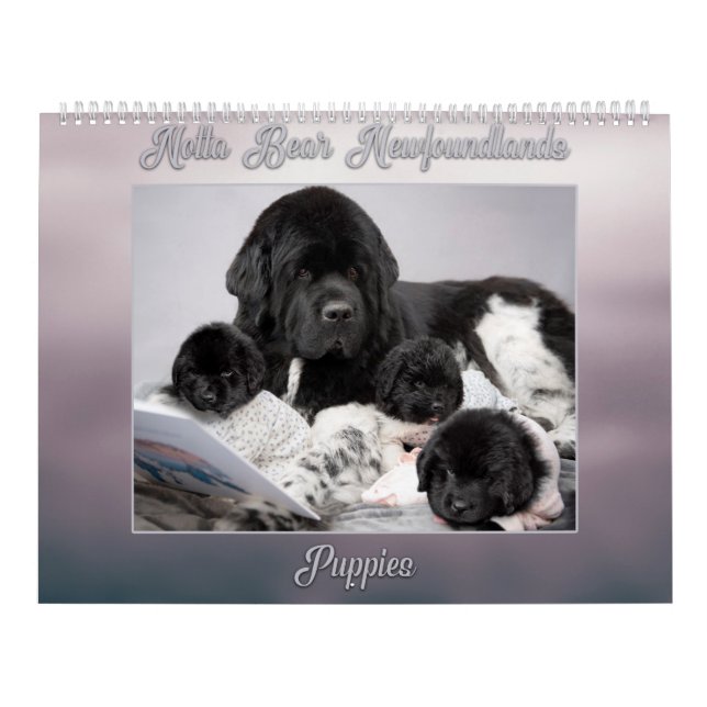 Calendrier Notta Bear Terre-Neuve Année de chiots (Protection)
