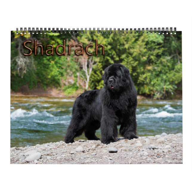 Calendrier Notta Bear Terre-Neuve Année de Shadrach (Protection)