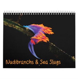 Calendrier Nudibranchs & Boues de mer