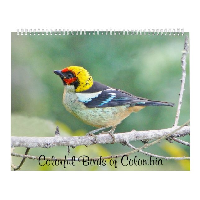 Calendrier Oiseaux colorés de la Colombie (Protection)