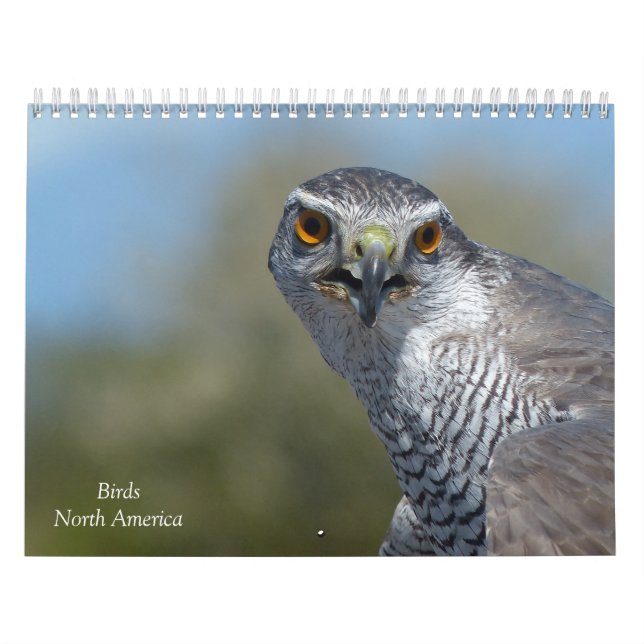 Calendrier - Oiseaux d'Amérique du Nord (Protection)