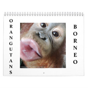 Calendrier Orangoutans