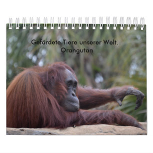 Calendrier orangutan