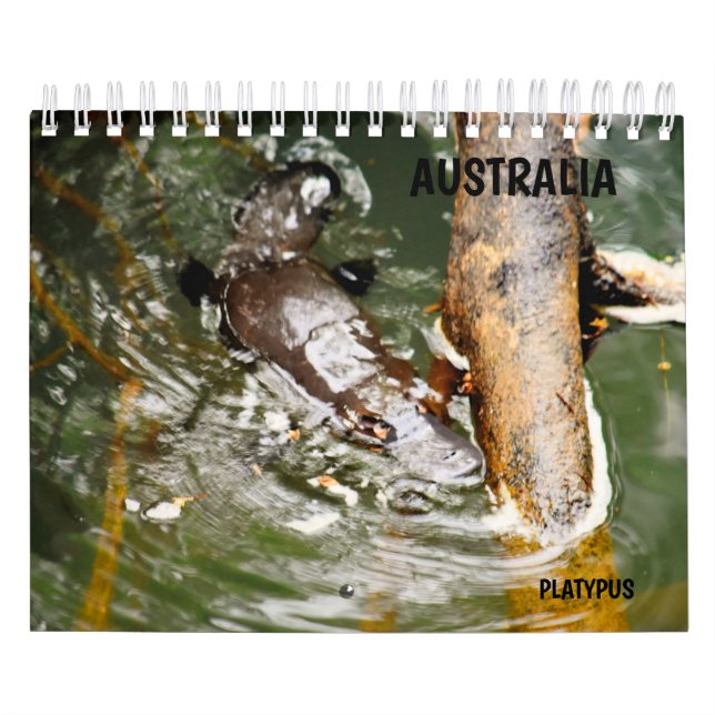 CALENDRIER ORNITHORYNQUE AUSTRALIE (Protection)