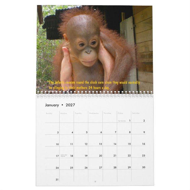 Calendrier Orphelins d'orang-outan (Jan 2027)