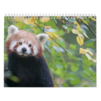 Calendrier Panda Roux Calendar Red panda