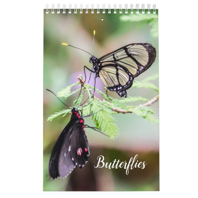Calendrier Papillons  (Protection)