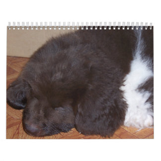 Calendrier Peu de fille de Newfie