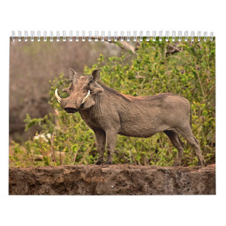 Calendrier Phacochère Calendar Warthog