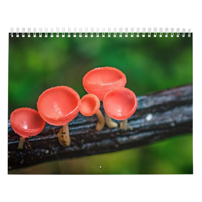 Calendrier Photo Champignon Enchanté 2026 (Protection)