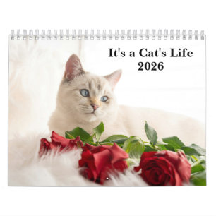 Calendrier Photo de chat mignon C'est la vie de chat 2027