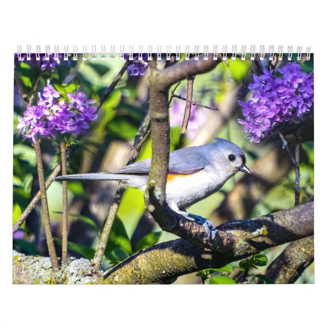 Calendrier photo Oiseau sauvage (Protection)