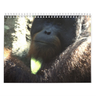 Calendrier Photographie 2011 de faune