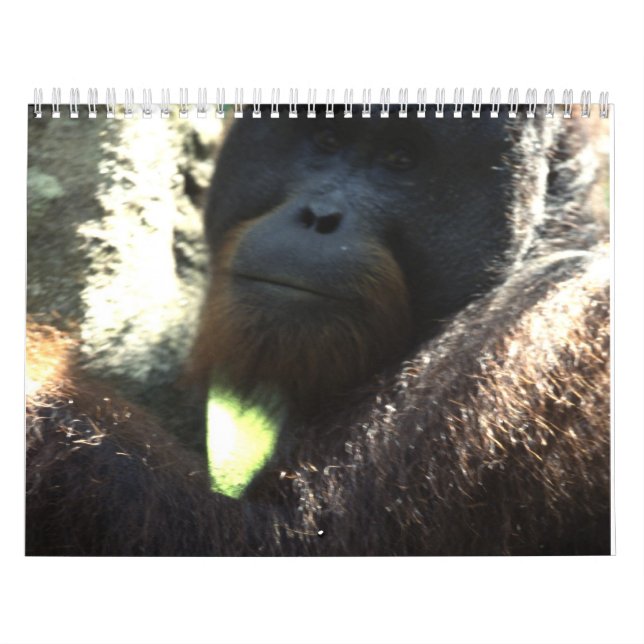 Calendrier Photographie 2011 de faune (Protection)