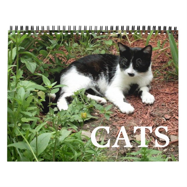 Calendrier Photographies de chats (Protection)
