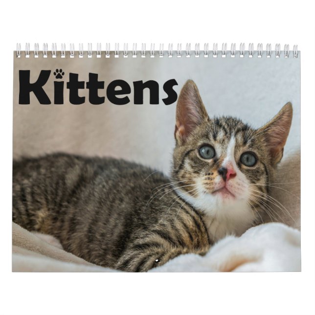 Calendrier Photos de chats chats chats chats chats chats chat (Protection)