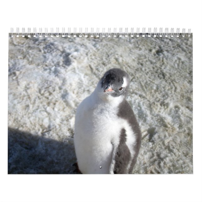 Calendrier Pingouins de l'Antarctique (Protection)
