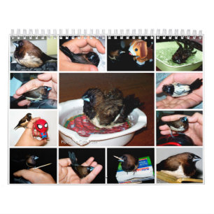 Calendrier Pipi le pinson adorable
