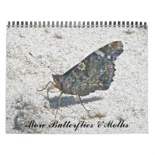 Calendrier - Plus de papillons et de papillons