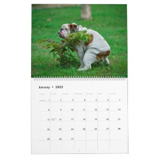 Calendrier Pooping Dogs Calendar 2023, Drôle Chiens