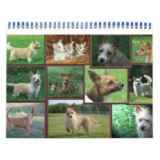 Calendrier portugais Podengo Pequeno