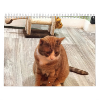 Calendrier Pour L'Amour Des Chats