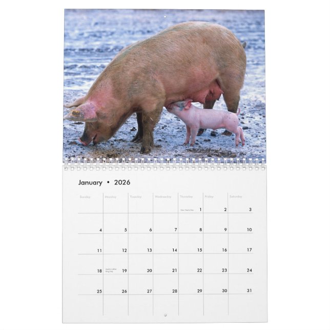 Calendrier Precious Pigs 2016 (Jan 2026)