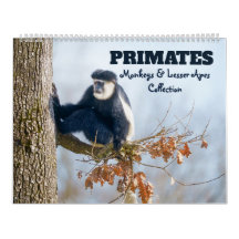 Primates 2026 - Collection Singes et Petits Singes
