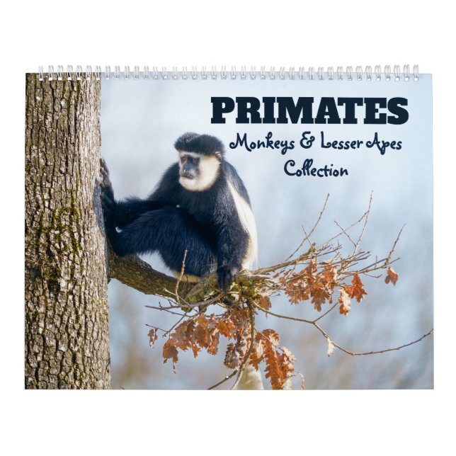 Calendrier Primates 2026 - Collection Singes et Petits Singes (Protection)