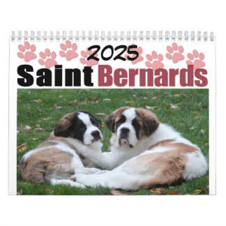 Calendrier Race de chien mignon Saint Bernard chiot