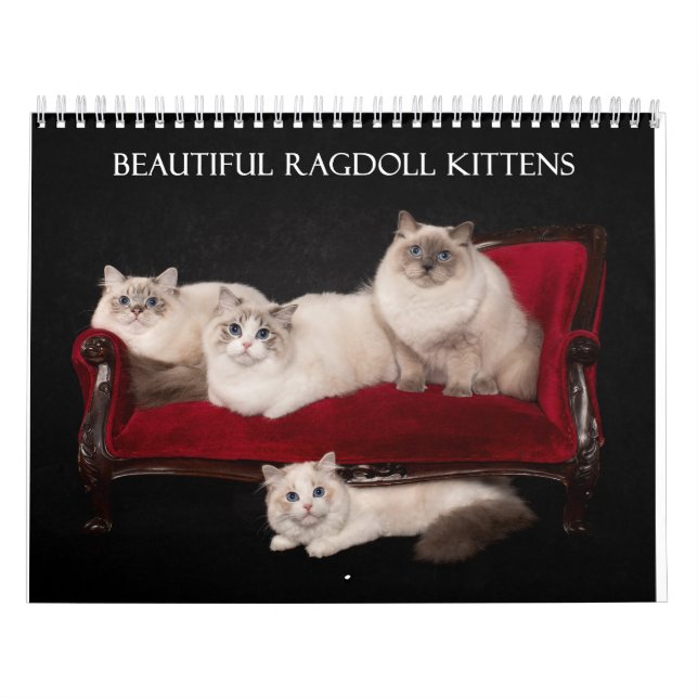 Calendrier Ragdoll Kittens (Protection)
