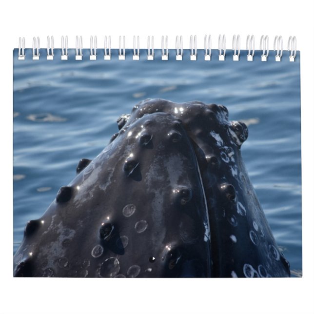 CALENDRIER REINE DE LA BALEINE HUMPBACÉE AUSTRALIE (Protection)