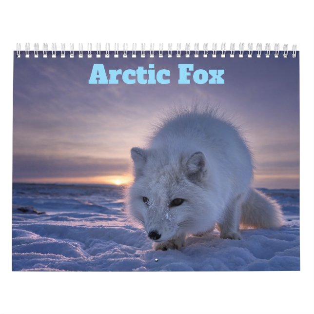 Calendrier Renard Arctique 2027 (Protection)